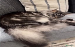 Maine Coon cats for sale: Maine coon mix fluffy grey and creme kittens - Image 9
