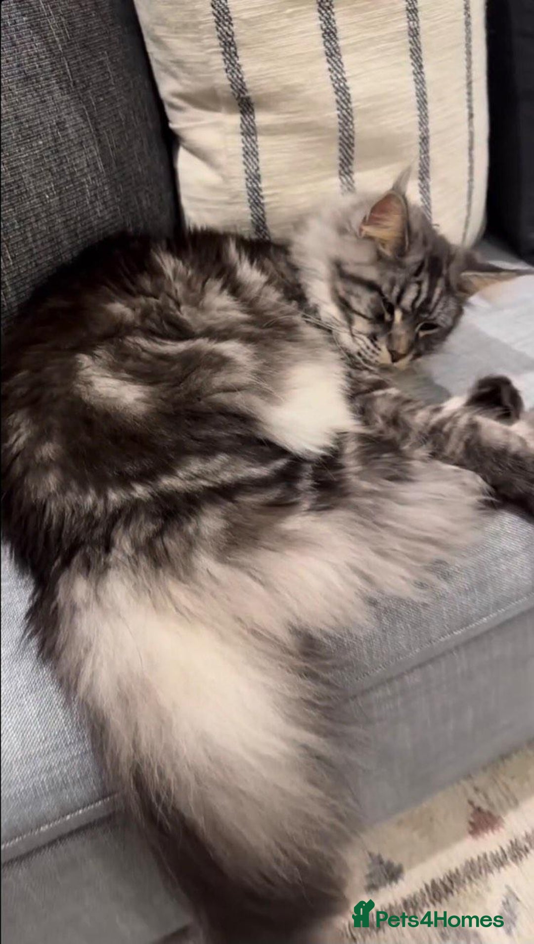 Maine Coon cats for sale: Maine coon mix fluffy grey and creme kittens - Image 9