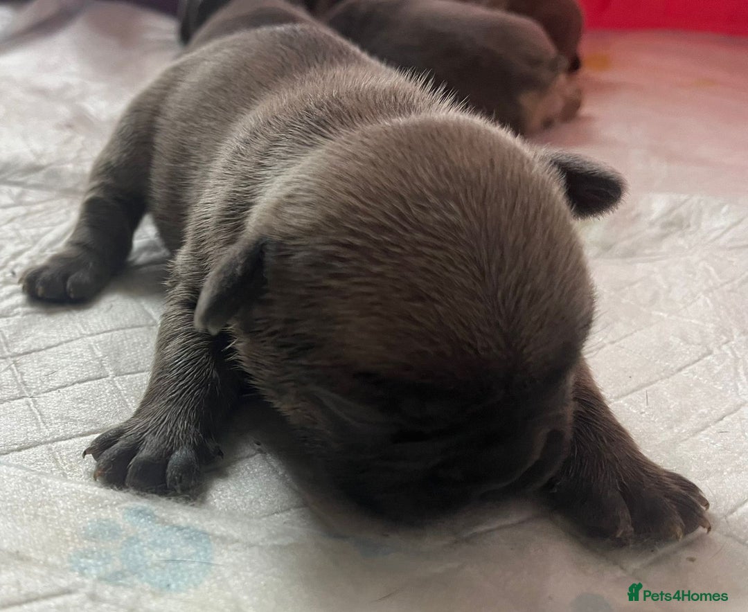 French Bulldog dogs for sale: 7 Stunning Babies ❤️💙 - Image 11