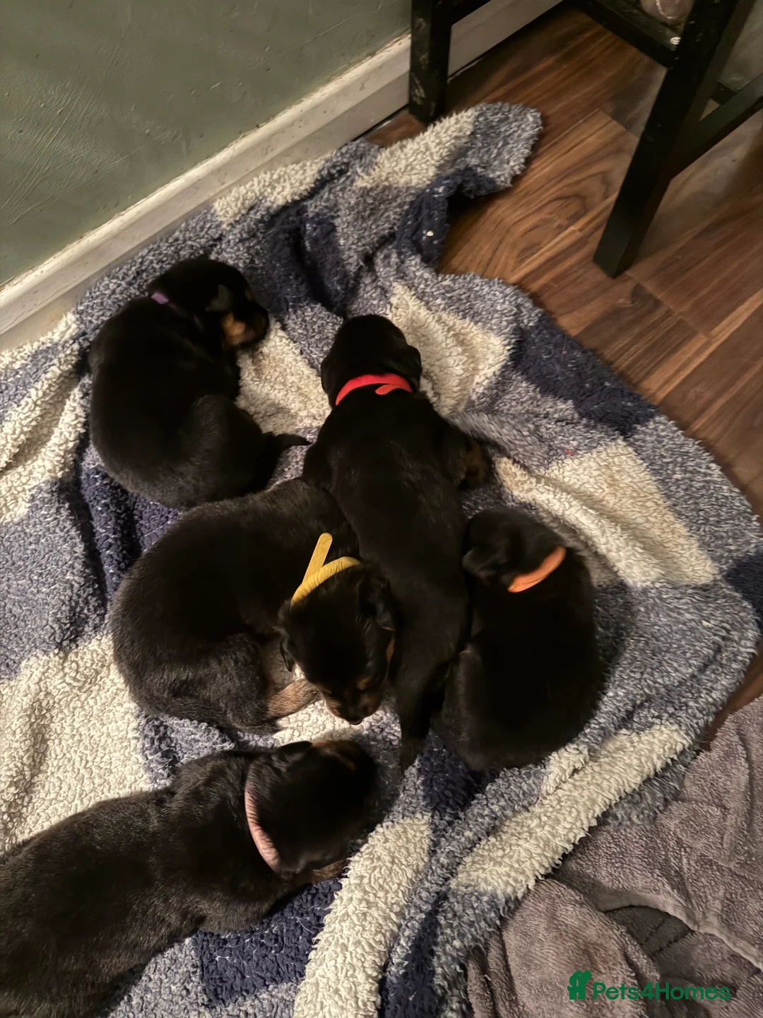 Mixed Breed dogs for sale: Shepweiler Puppies (GSD x Rottie) - Advert 7