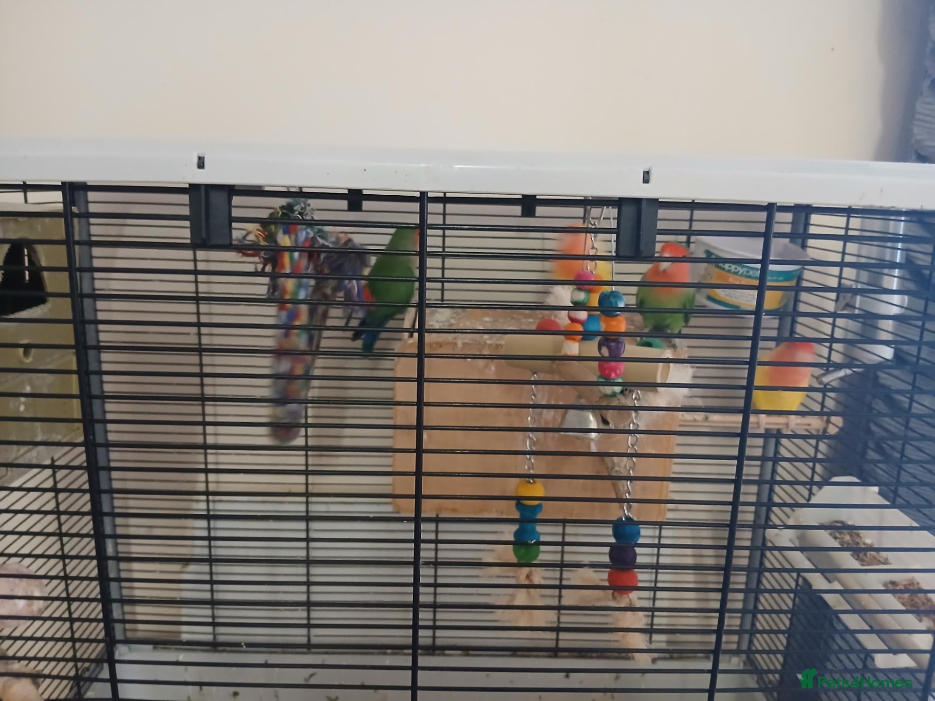 Lovebirds birds 4 lovebirds forsale - Advert 4