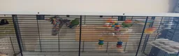 Lovebirds birds for sale: 4 lovebirds forsale in Worcester - Advert 1