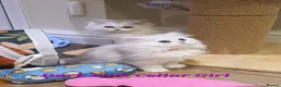 Persian cats for sale: 💖Beautiful Pedigree Chinchilla Persian Kittens.  - Advert 9