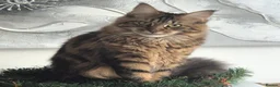 Maine Coon cats for sale: Pure maincoon females in Wolverhampton - Advert 3