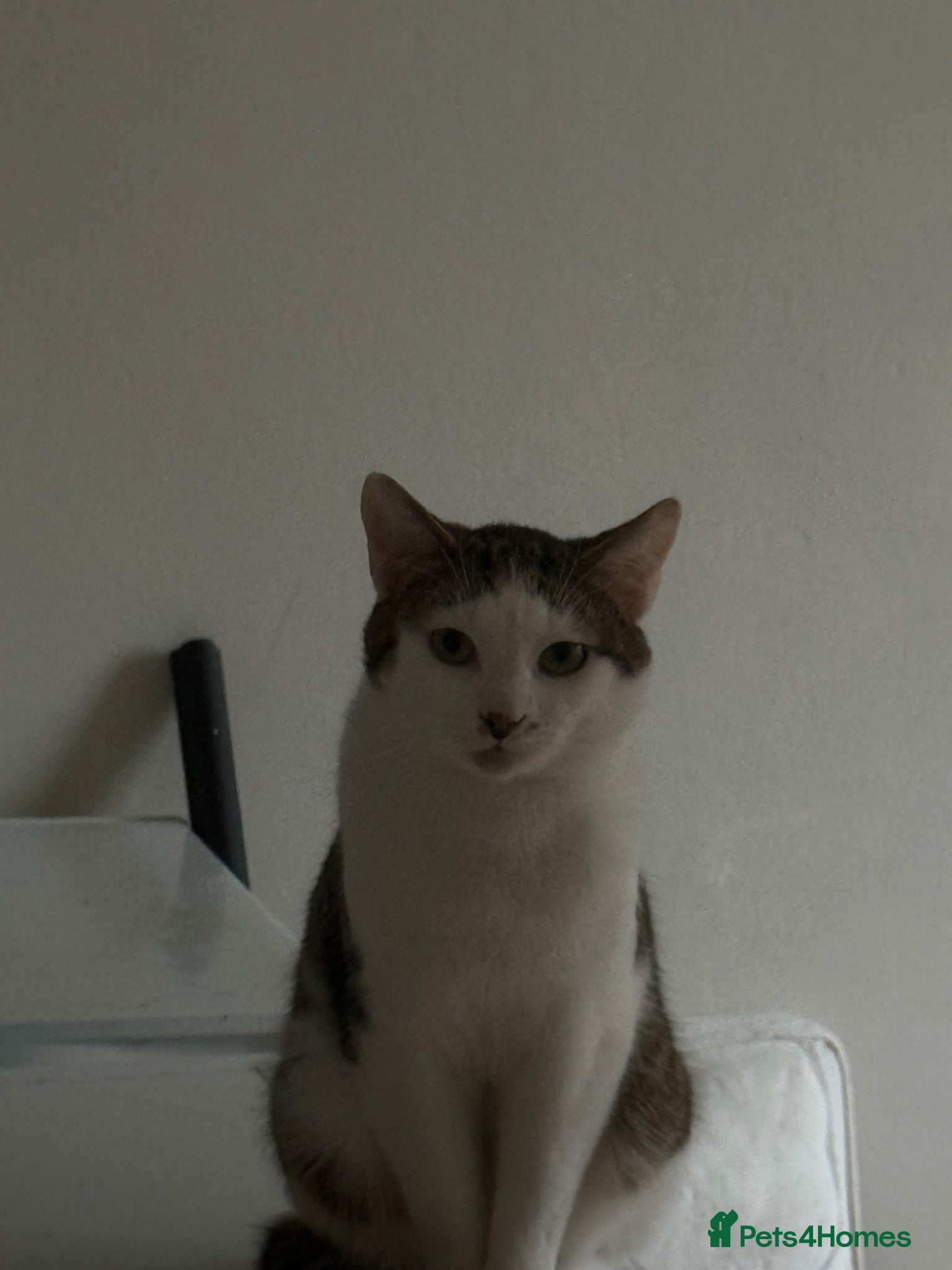 Mixed Breed cats Bengal cross  - Advert 1