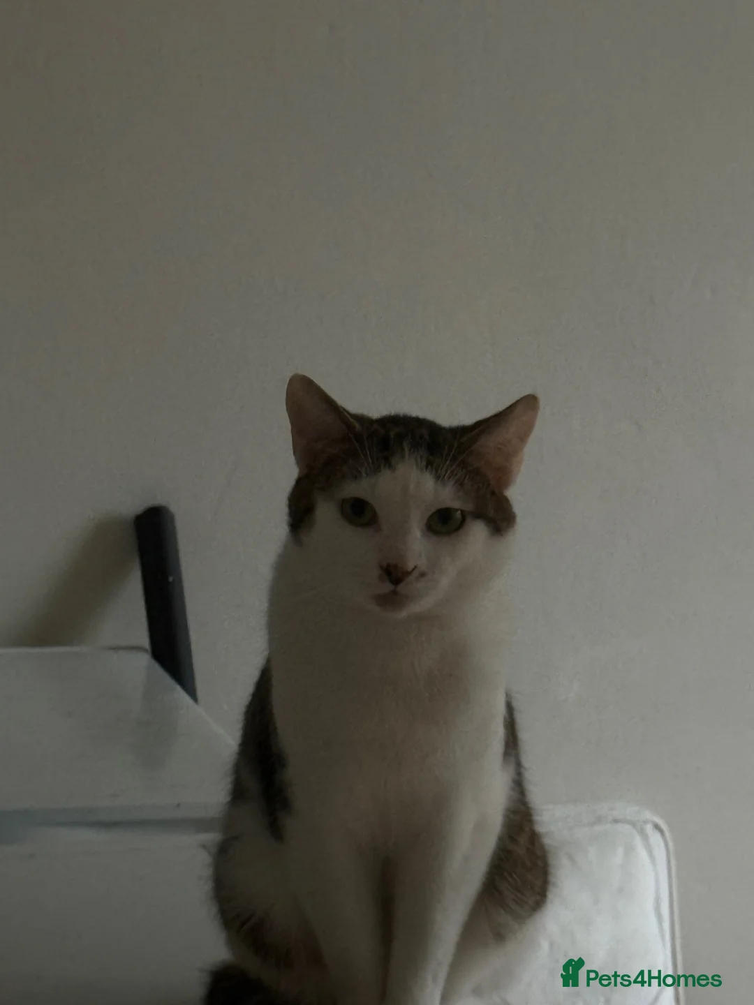 Mixed Breed cats for sale: Bengal cross  - Advert 1