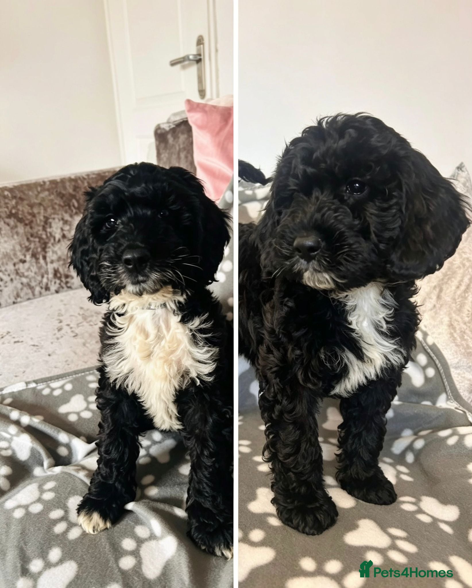 Sproodle dogs Beautiful F1 Sproodles ready to leave 2 remaining  - Advert 1