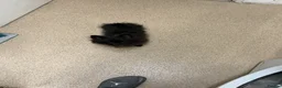 Pomeranian dogs for sale: 11 Month Black Pomeranian Boy For Sale - Advert 7