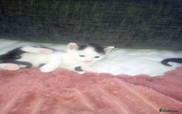Mixed Breed cats for sale: 3 beautiful kittens looking for new homes  - Image 3