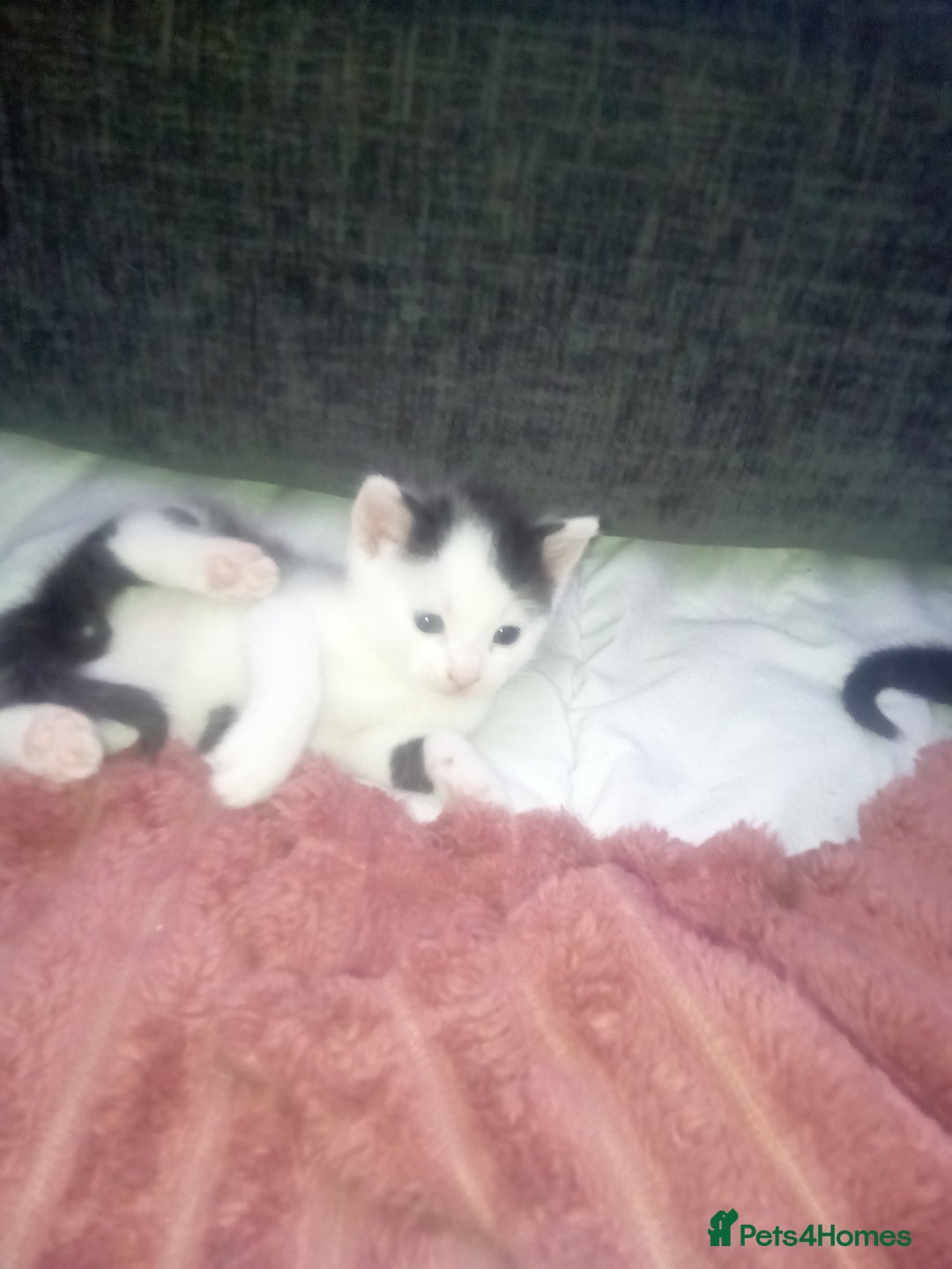 Mixed Breed cats for sale: 3 beautiful kittens looking for new homes  - Image 3