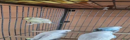 Budgerigars birds for sale: Baby buddies for sake - Advert 4