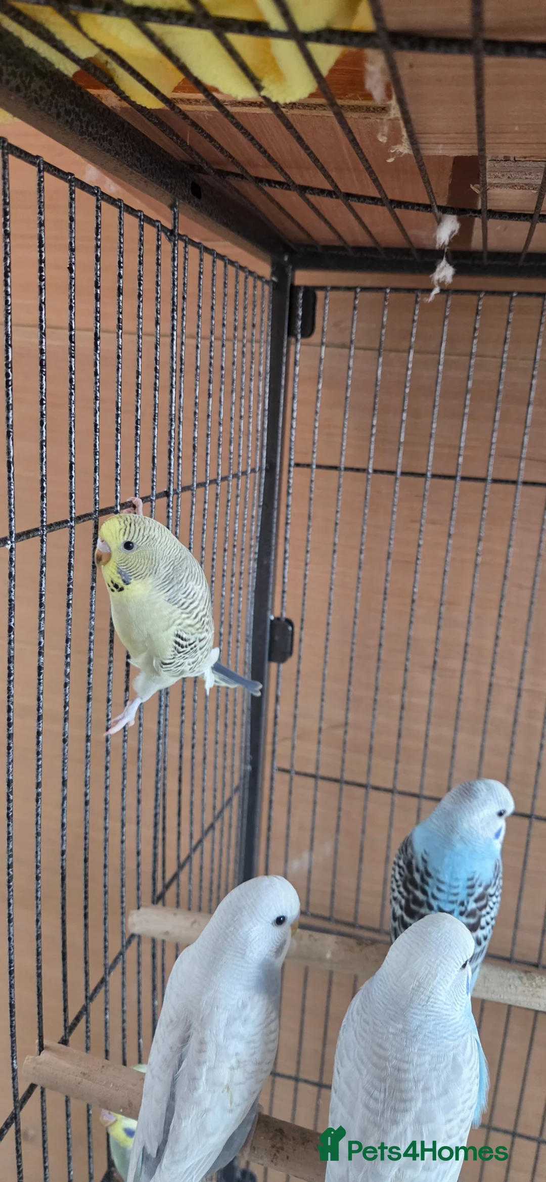 Budgerigars birds for sale: Baby buddies for sale - Advert 22