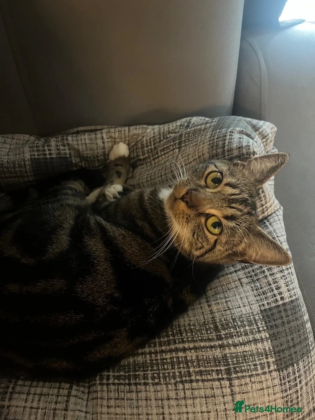 Bengal cats for sale: Kitten bengal - Advert 7