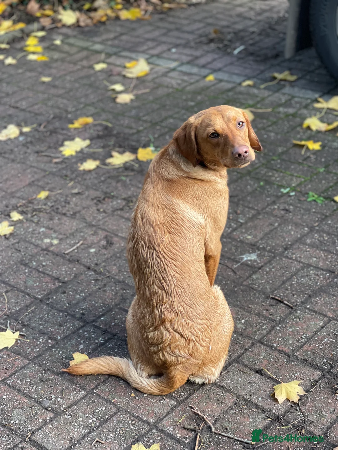 Mixed Breed dogs for sale: Labrador Retriever x Podenco Puppies - Advert 2