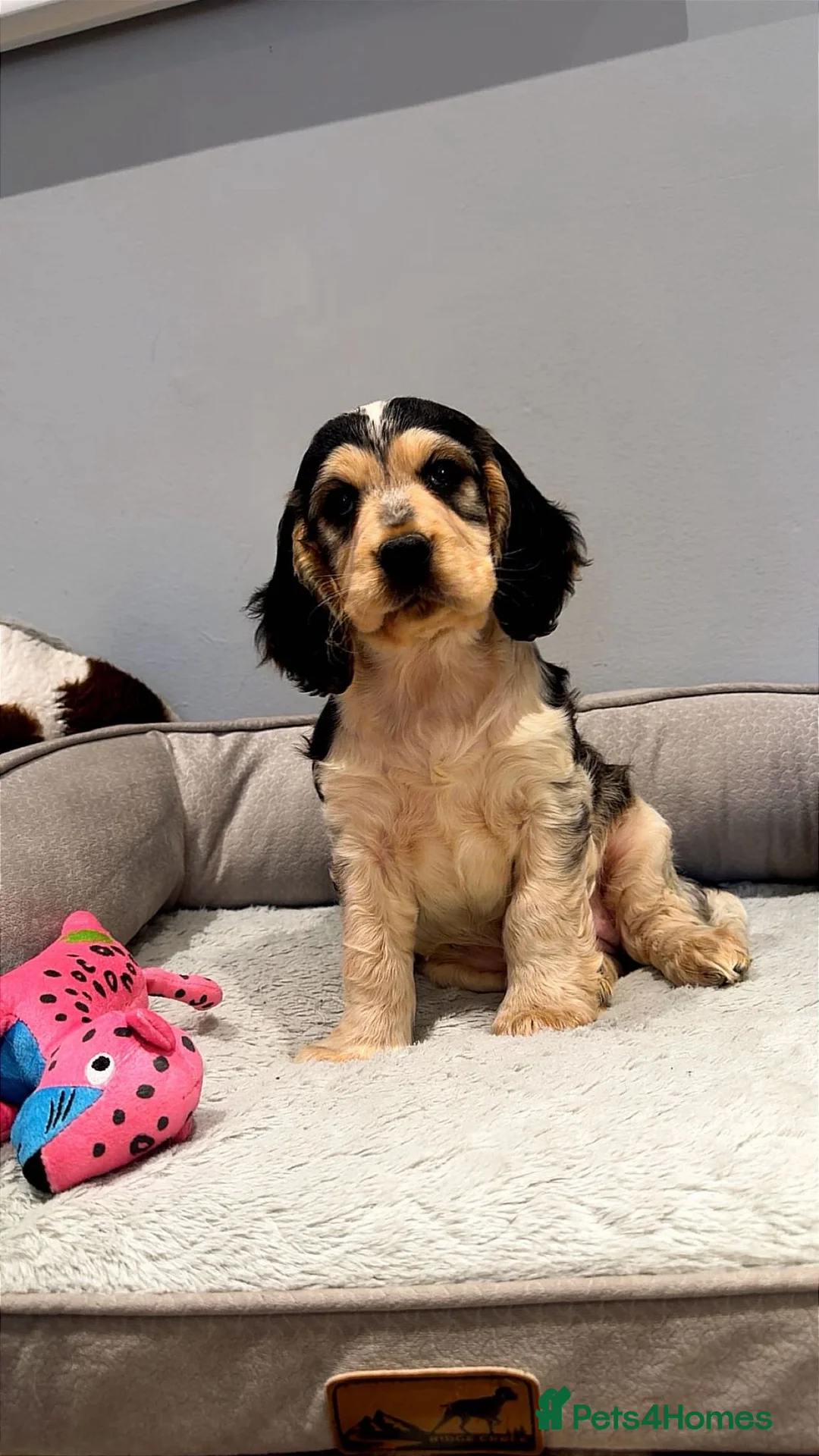 Cocker Spaniel dogs for sale:  READY NOW! Stunning cocker spaniel pups  - Advert 1