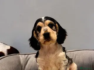 Cocker Spaniel dogs READY NOW! Stunning cocker spaniel pups - Advert 14