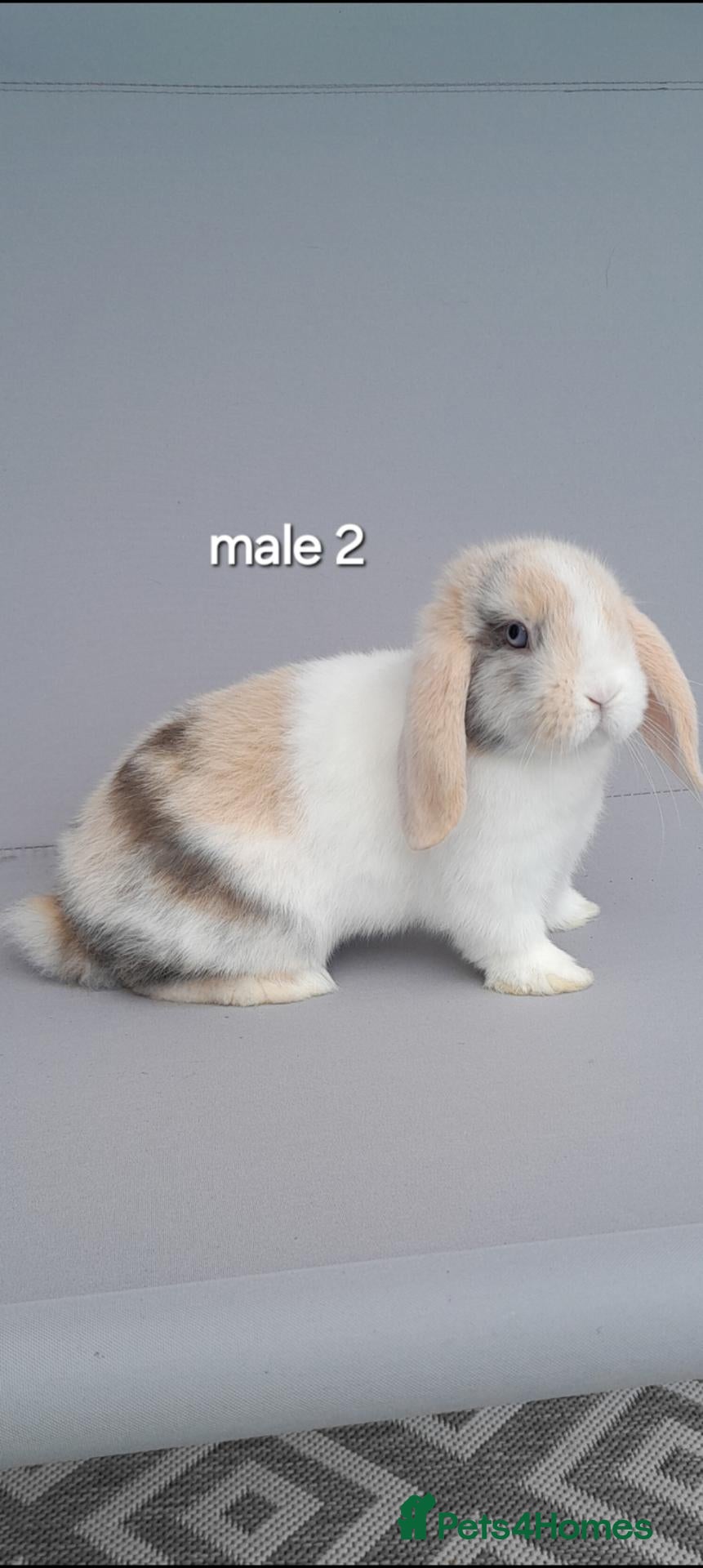 Mini Lop rabbits Gorgeous mini lop rabbits ready now  - Advert 1