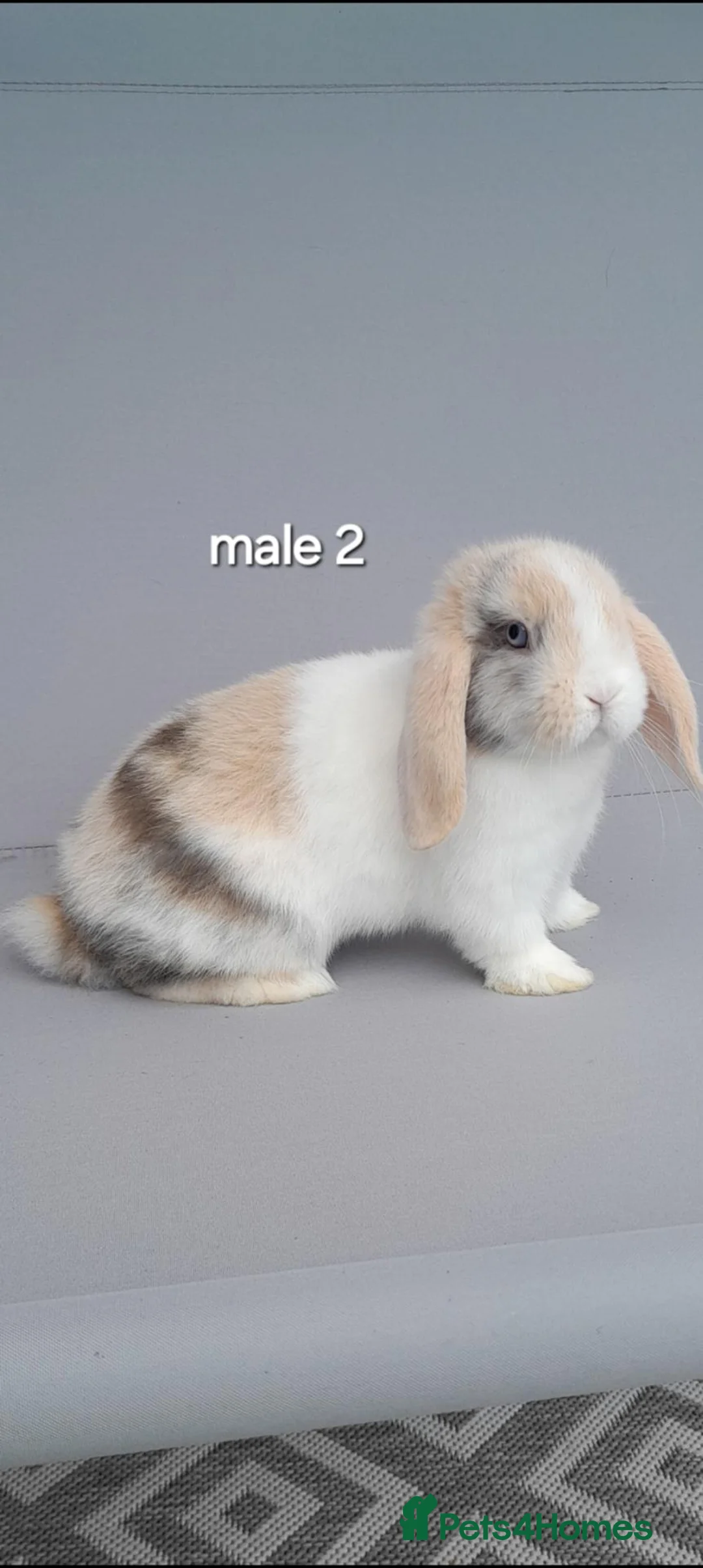 Mini Lop rabbits for sale: Gorgeous mini lop rabbits ready now  - Advert 1