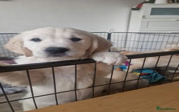 Golden Retriever dogs for sale: 🐾🐕 3 male Golden Retriever Puppies 🐶 🐕‍🦺 - Image 17