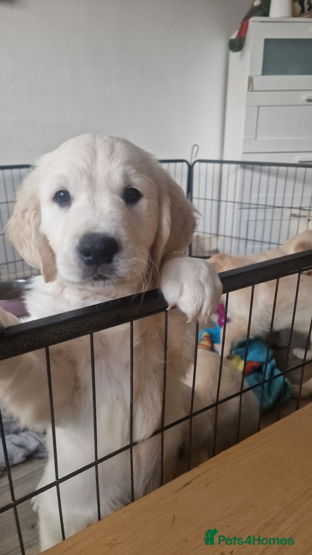 Golden Retriever dogs for sale: 🐾🐕 3 male Golden Retriever Puppies 🐶 🐕‍🦺 - Image 17