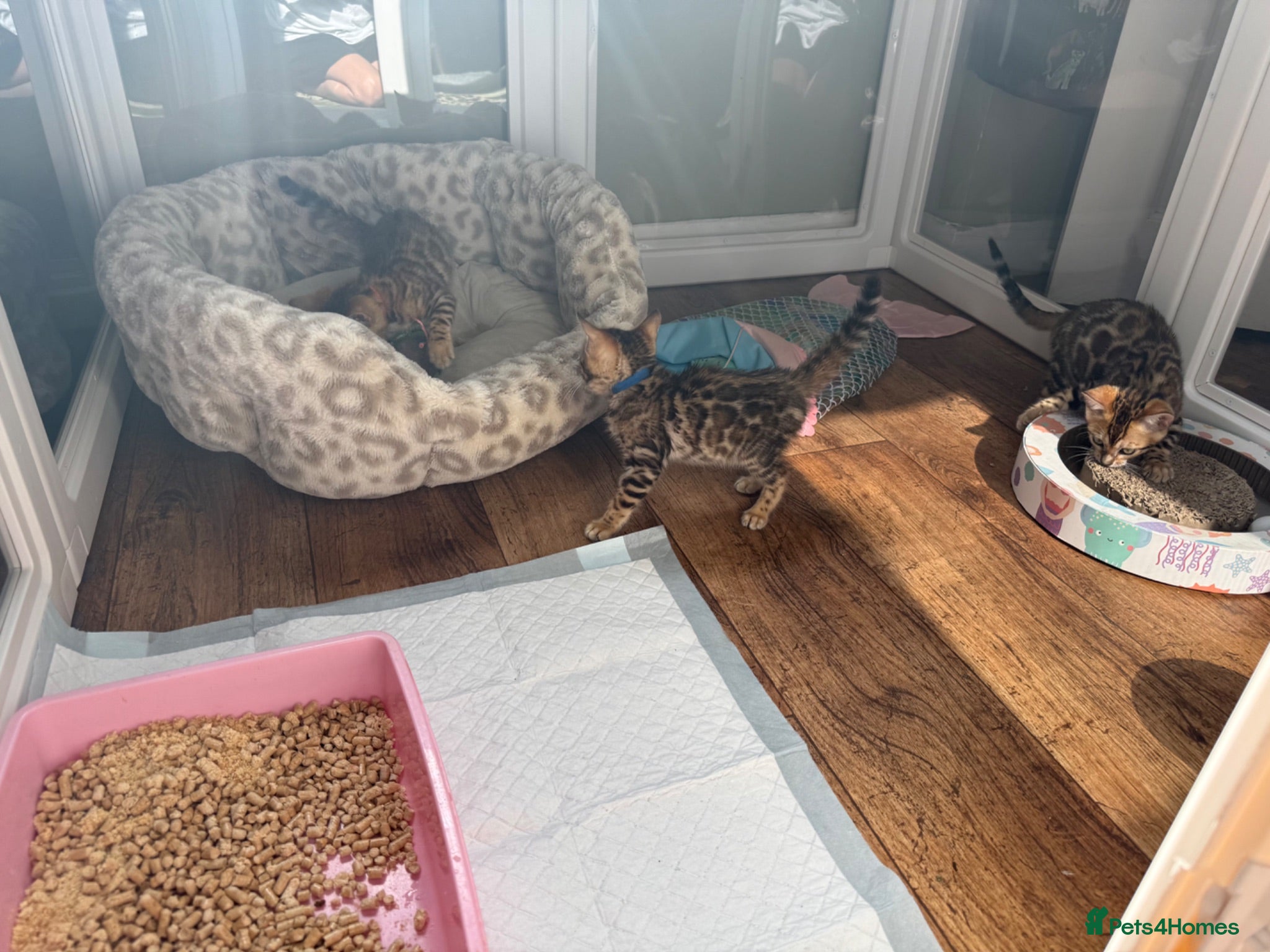 Bengal cats Ready to leave! TICA 🐾 Bengal kittens 🐆  - Advert 2