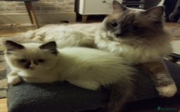 Ragdoll cats for sale: 5 ADORABLE RAGDOLL X KITTENS FOR SALE - Image 6