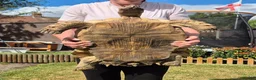 Tortoise reptiles for sale: 15 year old Sulcata Tortoise 23" - Advert 5