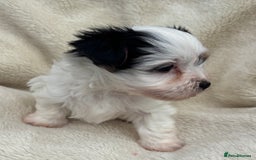 Biewer Terrier dogs for sale: Beautiful biewer terrier puppies 🩷 - Image 11