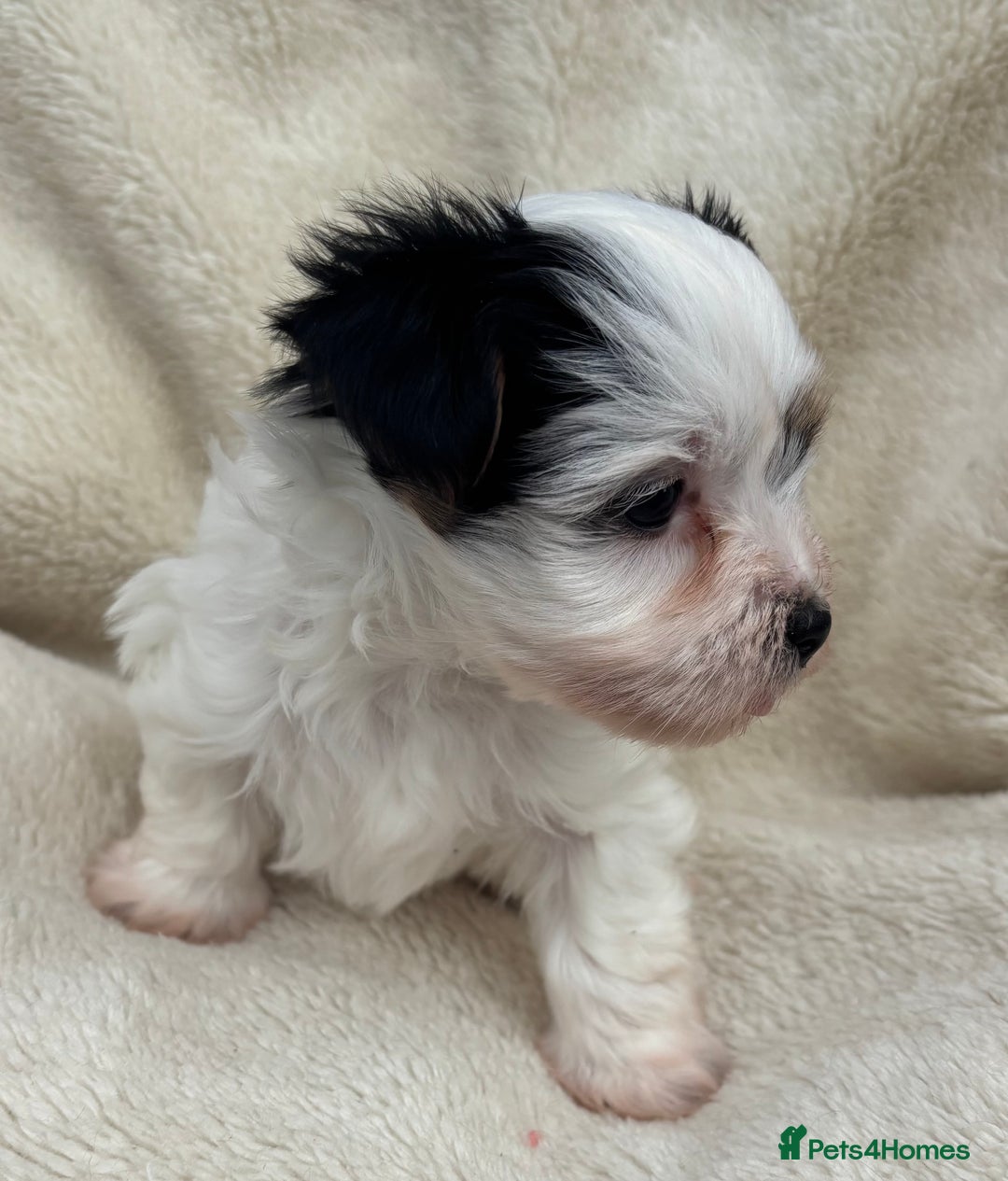 Biewer Terrier dogs for sale: Beautiful biewer terrier puppies 🩷 - Image 11