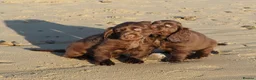 Sussex Spaniel dogs for sale: Sussex Spaniel Puppies Ready  in Pwllheli - Advert 2