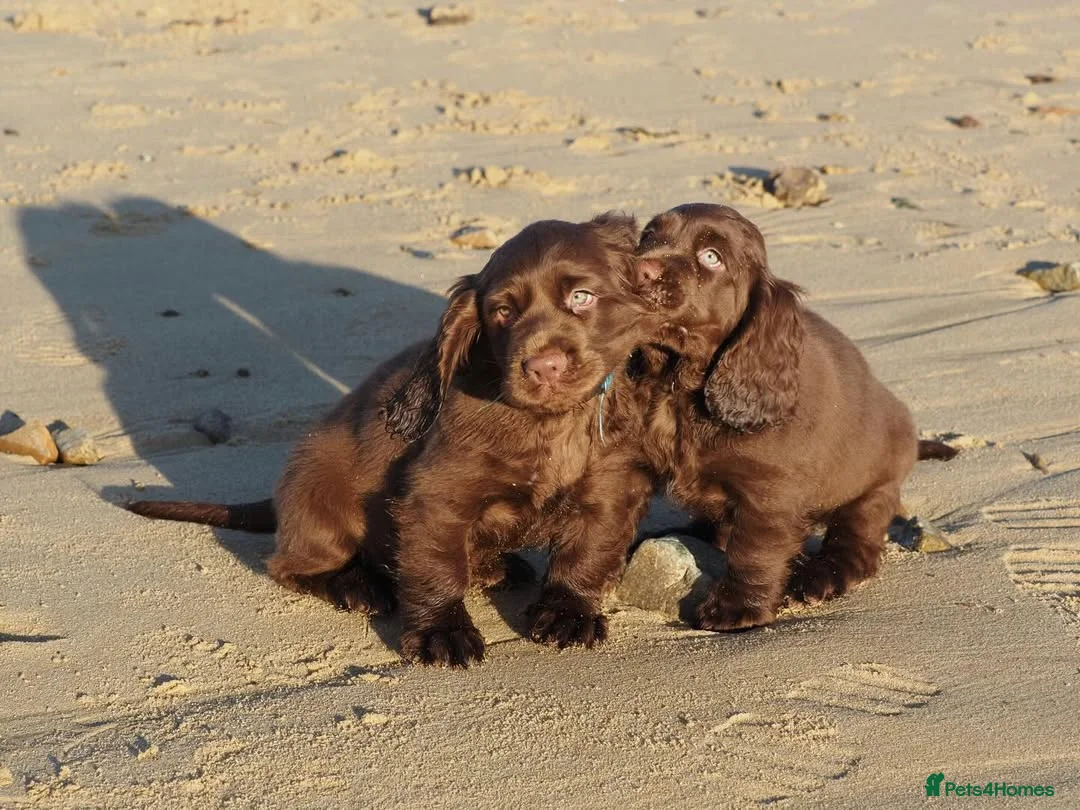 Sussex Spaniel dogs for sale: Sussex Spaniel Puppies Ready  in Pwllheli - Advert 2
