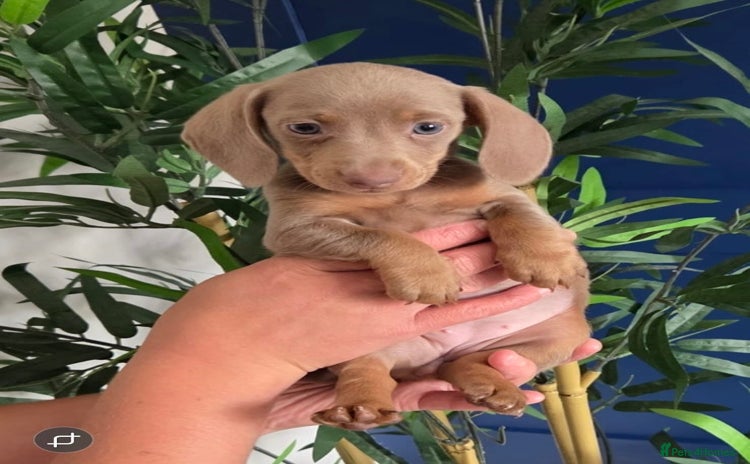 Dachshund dogs - Advert 15