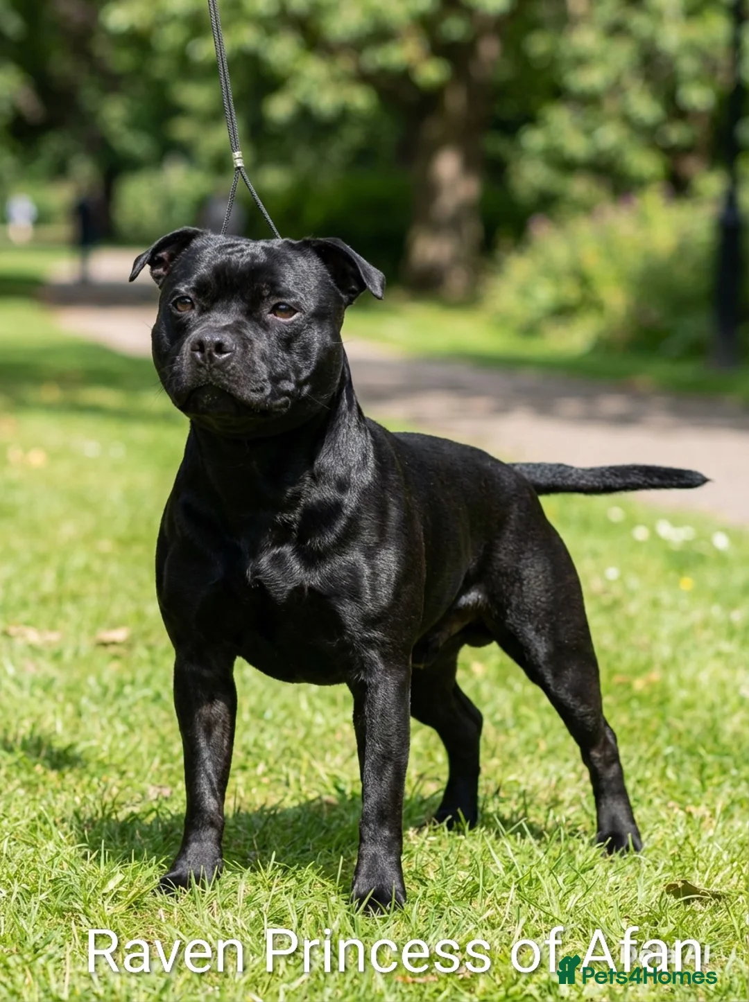 Staffordshire Bull Terrier dogs for sale: Look No Further - High Quality Staffy Pups - Advert 1