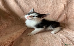 British Shorthair cats for sale: 4 British short hair kittens left Calico girls - Image 10