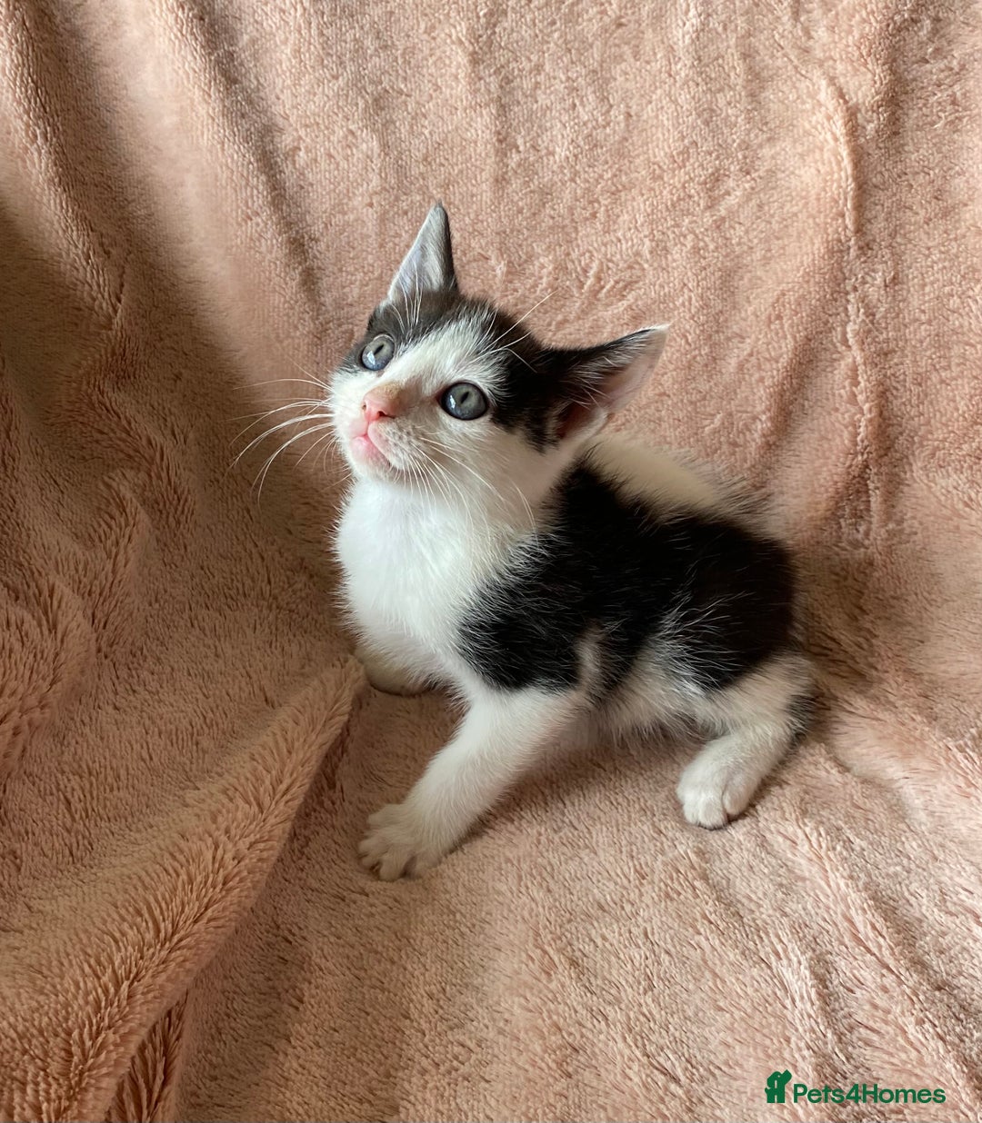 British Shorthair cats for sale: 4 British short hair kittens left Calico girls - Image 10