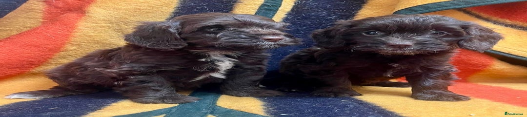 Cockapoo Puppy 6