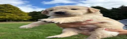Golden Retriever dogs for sale: Beautiful chunky Golden Retriever puppies for sale in Welshpool - Advert 20