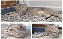 Scottish Fold cats for stud: Stud Available  in Derby - Image 1