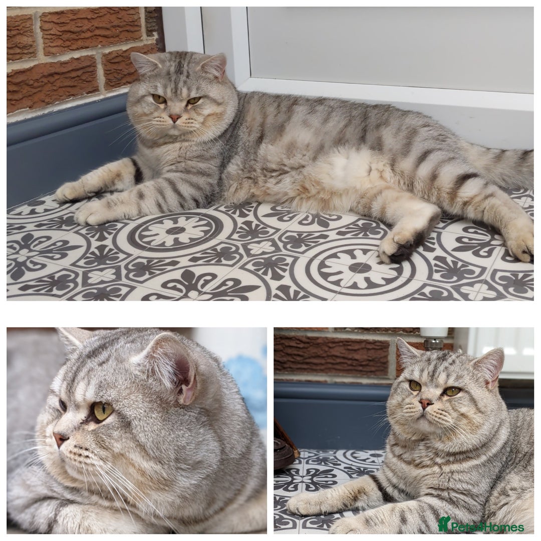 Scottish Fold cats for stud: Stud Available  in Derby - Image 1