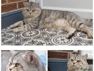 Scottish Fold cats Stud Available in Derby - Advert 7