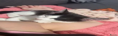 Oreo