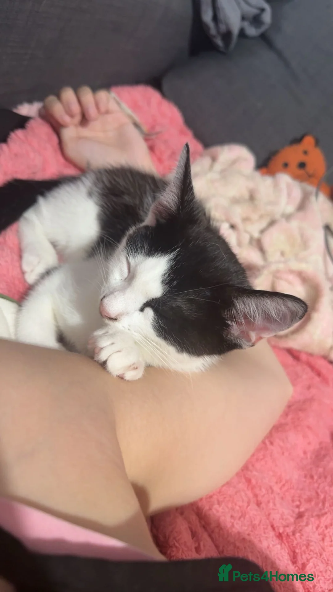 Mixed Breed cats for sale: PLEASE READ THE DESCRIPTION 💔 - Advert 2