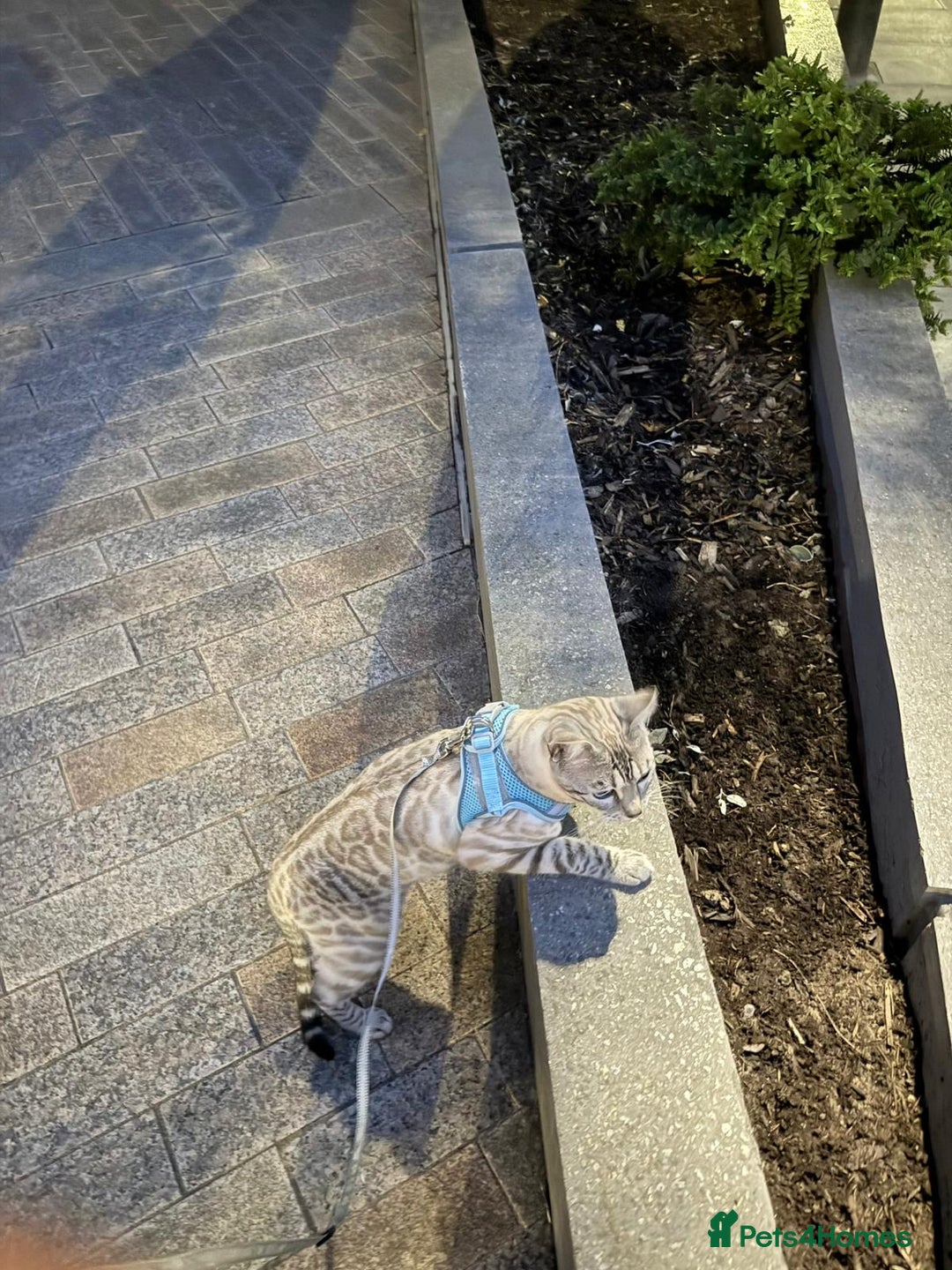 Bengal cats for sale: 🏆🎉New Pedigree Tica Mini Leopards Ready Soon🎉🏆 - Advert 30