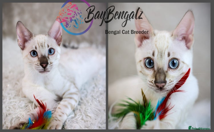 Bengal cats - Advert 4