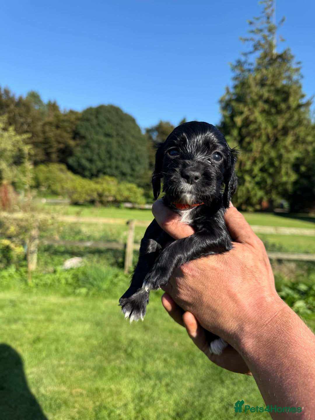 Cocker Spaniel dogs for sale: Working cocker spaniel - Image 23