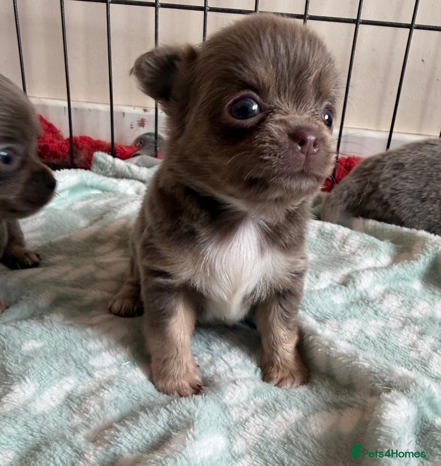 Chihuahua dogs for sale: Gorgeous lilac long coat girls and boys - Advert 5