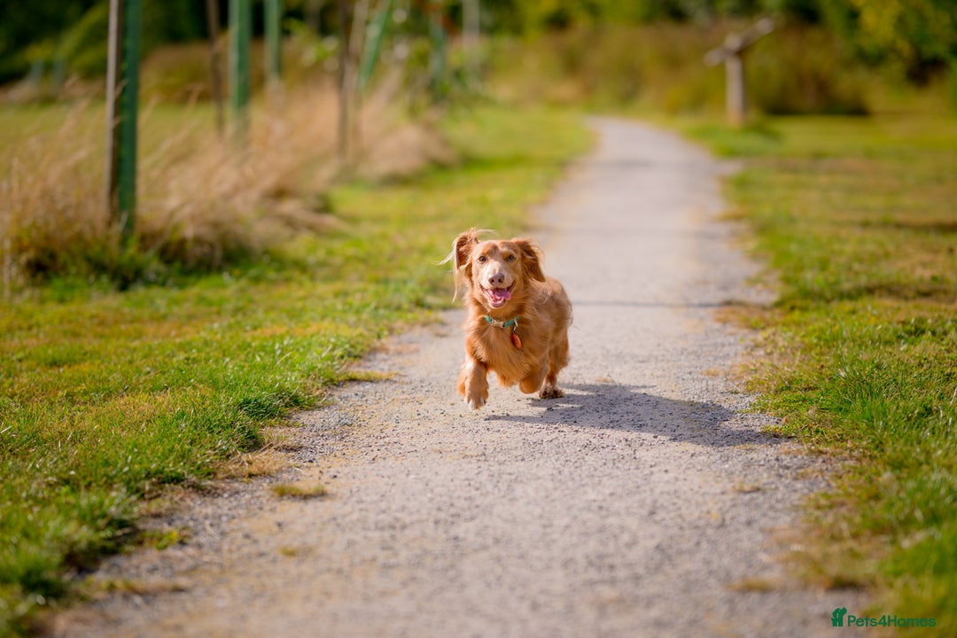 Miniature Dachshund dogs for stud: Miniature long haired dachshund for stud in Hull - Advert 3