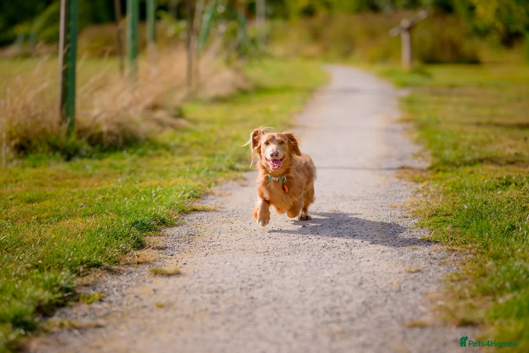 Miniature Dachshund dogs for stud: Miniature long haired dachshund for stud in Hull - Advert 3