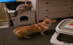 Welsh Corgi Pembroke dogs for sale: Cute socialised corgi - Image 6