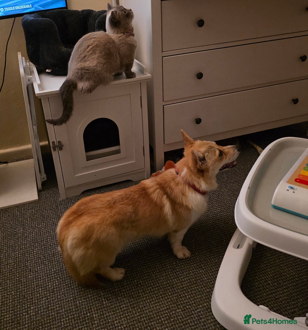 Welsh Corgi Pembroke dogs for sale: Cute socialised corgi - Image 6
